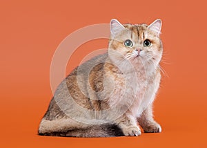Young golden british cat on nuts brown background