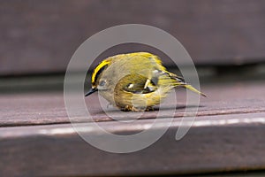 The young golden-crowned kinglet fell asleep on a bench