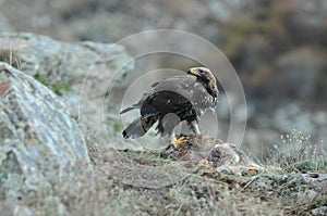 Young golden eagle eating carrion in the field