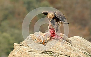 A Young golden eagle