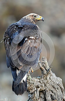 Young golden eagle in his landlord watching