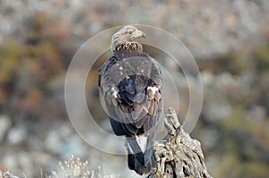 Young golden eagle in the mountains