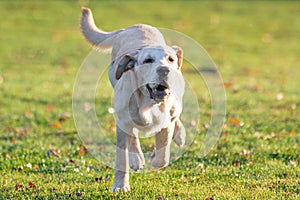 Young Golden Labrador Female Outdoors