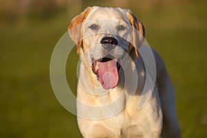 Young Golden Labrador Female Outdoors