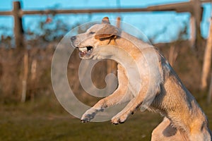 Young Golden Labrador Female Outdoors