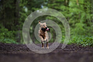 Young golden labrador retriever puppy running towards the camera with a dummy toy in her mouth