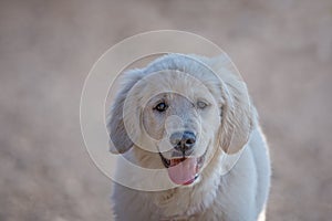 Young Golden Retriever breed dog with light fur stares into your