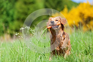 Young golden retriever with a carrot