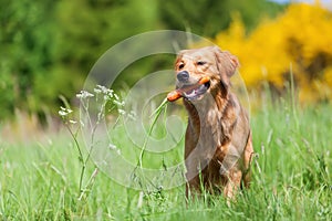 Young golden retriever with a carrot