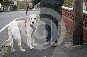 Young golden retriever dog on a dog walk with owner