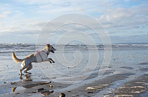 Young golden retriever dog jumping and playing on a sunny beach on a winters day
