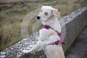 Young golden retriever dog jumping up on stone wall on back legs