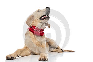 Young golden retriever dog looking up, panting