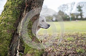 Young golden retriever dog peeking from behind a large tree in a grass park