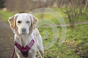 Young golden retriever dog in a pink harness outdoors
