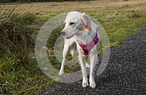 Young golden retriever dog in a pink harness outdoors in a green park walking off lead