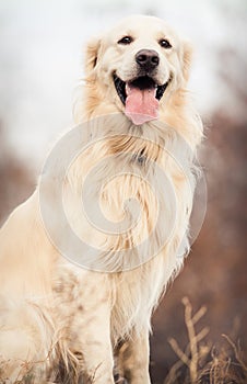 Young golden retriever dog