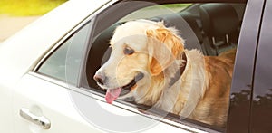 Young Golden Retriever dog sitting in car looking out the window