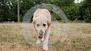 young golden retriever dog walking Outdoors