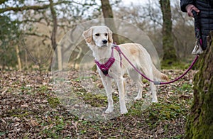 Young golden retriever dog walking in the park on a pink lead
