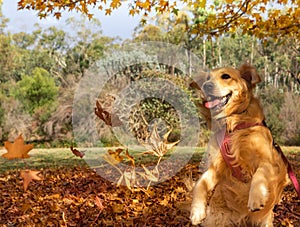 A young Golden Retriever playing and jumping in the autumn leaves