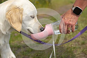 Golden retriever puppy drinking water out of on a bottle on a hot day