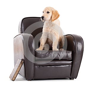 Young Golden Retriever on sofa