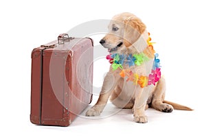 Young Golden Retriever with a suitcase