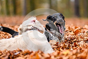 Young golden retriver playing in fallen leaves photo