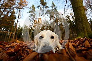 Young golden retriver playing in fallen leaves photo