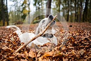 Young golden retriver playing in fallen leaves photo