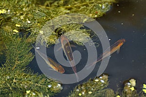 Young golden rudd in pond