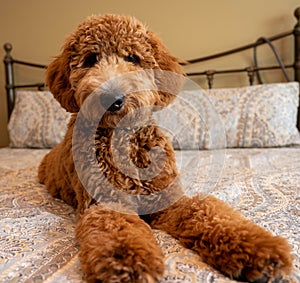 Young Goldendoodle puppy lays on a bed