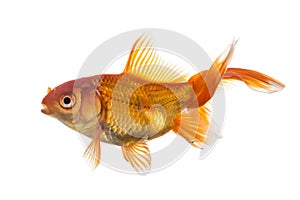 Young goldfish