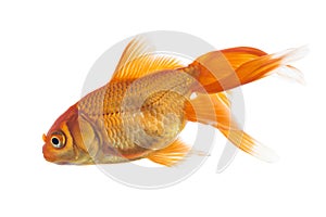 Young goldfish