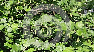 Young gooseberry bush with bunches of berries on the branches, close-up