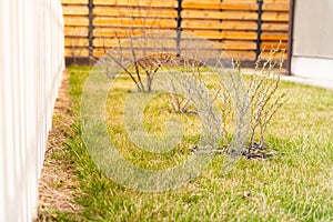 A young gooseberry bush grows in the middle of a green lawn after winter