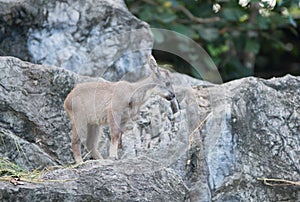 Young goral standing on the rock photo