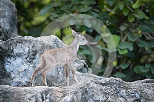 Young goral standing on the rock photo
