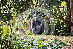 Young gorilla eating a leaf