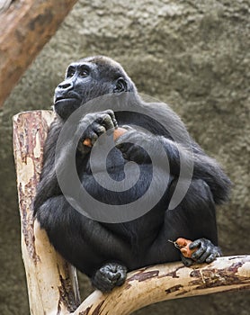 A young gorilla holds carrots in her arms and legs.