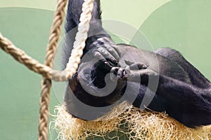 Young gorilla monkey relaxing in zoo Blijdorp, Rotterdam, the Netherlands