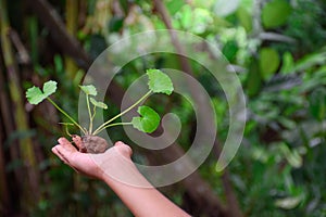 Young gotu kola plant or centella asiatica sapling with fertilizer soil in farmer's hands on green forest blur background for