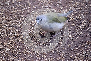 this is a young gouldian finch