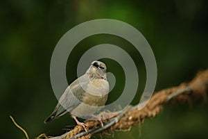 Young gouldian finch (Erythrura gouldiae) sitting on a wire