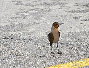 Young Grackle in Parking Lot