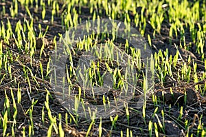 Young grain plants in the field/grain plants/field