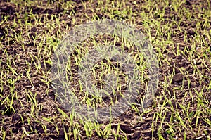 Young grain plants in the field/grain plants/field