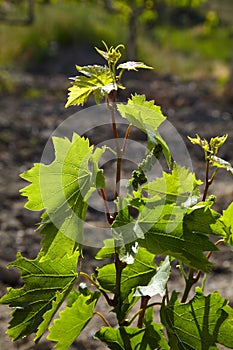 Young grap vine