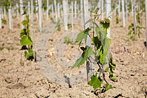 Young grap vine